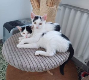 Dvě bílo-černé kočičky